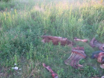 Măcel la marginea oraşului: Doi cai decapitaţi şi jupuiţi, aruncaţi în câmp! (IMAGINI ŞOCANTE)